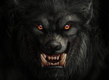 Ilustração que representa a imagem mais comum dos lobisomens, rosto que lembra o de um lobo, olhos amarelos, pelos negros, focinho, presas e orelhas pontiagudas.