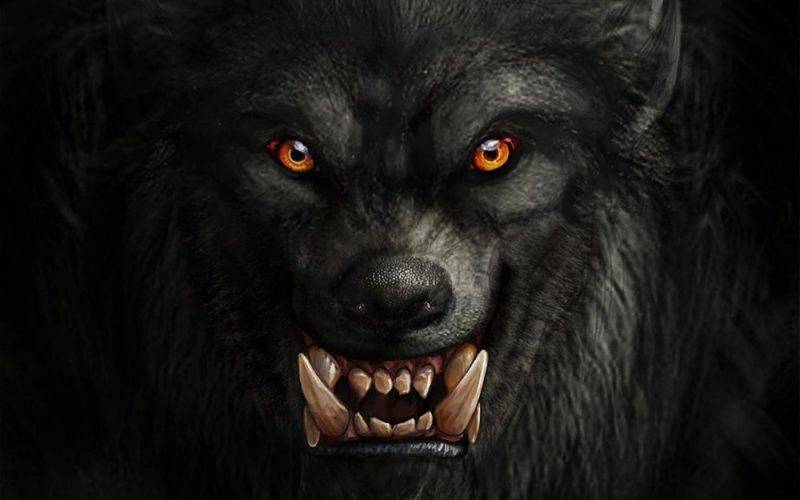 Ilustração que representa a imagem mais comum dos lobisomens, rosto que lembra o de um lobo, olhos amarelos, pelos negros, focinho, presas e orelhas pontiagudas.